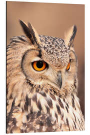 Magnettafel Eule mit orangenen Augen
