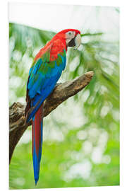 Foam board print Tropical parrot