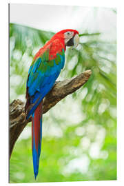 Gallery print Tropical parrot