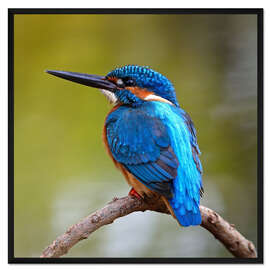 Gerahmter Kunstdruck Eisvogel auf einem Zweig