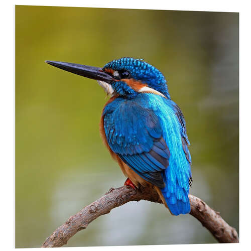 Foam board print Kingfisher on a branch