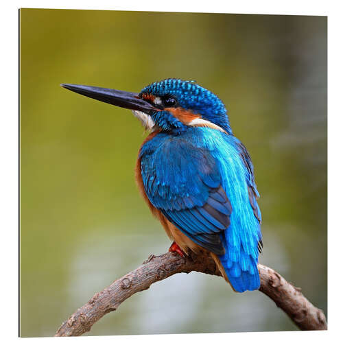 Gallery print Kingfisher on a branch