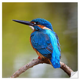 Naklejka na ścianę Kingfisher on a branch