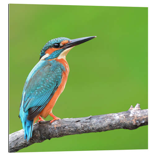 Gallery print Kingfisher Portrait