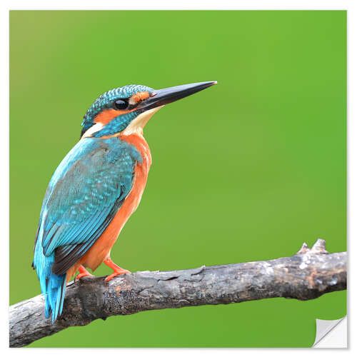 Sisustustarra Kingfisher Portrait