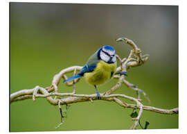 Tableau en aluminium Blue tit on branch