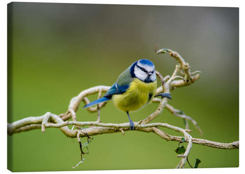 Lerretsbilde Blue tit on branch