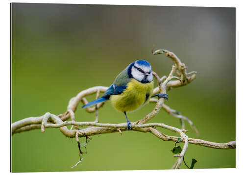 Galleritryk Blue tit on branch