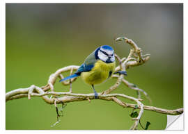 Adesivo murale Blue tit on branch