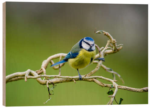 Stampa su legno Blue tit on branch