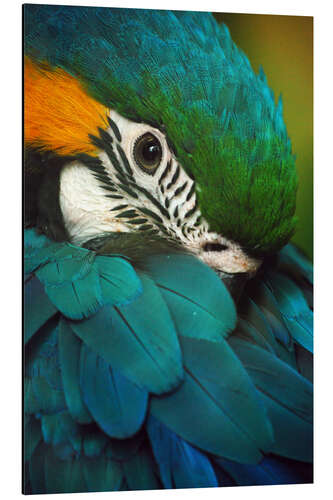 Aluminium print Parrot in Plumage