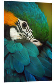 Foam board print Parrot in Plumage