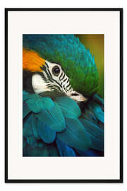 Gerahmter Kunstdruck Papagei im Federkleid