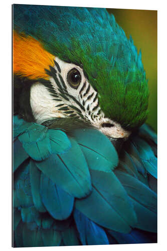 Gallery print Parrot in Plumage