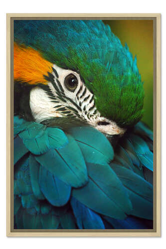 Acrylic print Parrot in Plumage