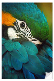 Wall sticker Parrot in Plumage