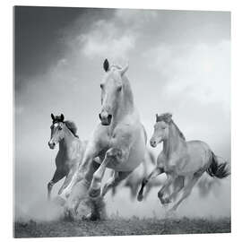 Acrylglasbild  Pferdestärke in schwarz und weiß