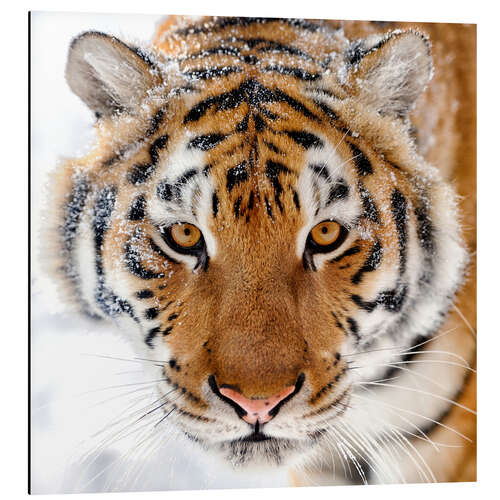 Aluminium print Siberian tiger in the snow