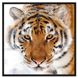 Gerahmter Kunstdruck Sibirischer Tiger im Schnee