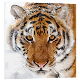 Foam board print Siberian tiger in the snow