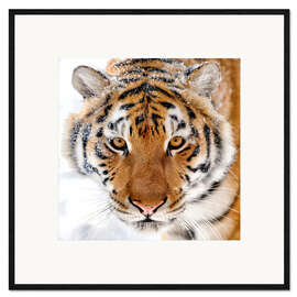 Ingelijste kunstdruk Siberian tiger in the snow