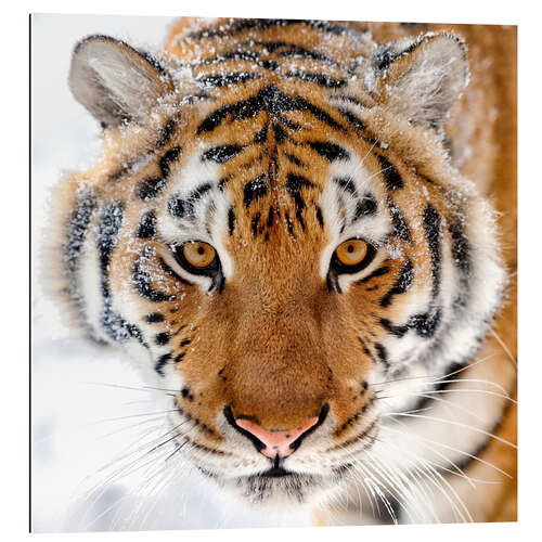 Tableau en plexi-alu Tigre sibérien dans la neige