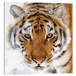 Gallery Print Sibirischer Tiger im Schnee