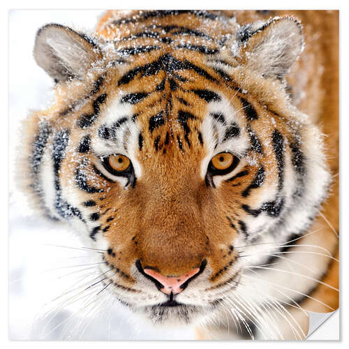 Wall sticker Siberian tiger in the snow