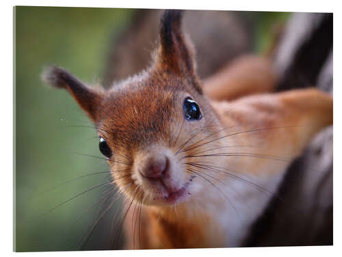 Acrylic print Hello squirrel!