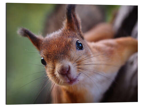 Aluminium print Hello squirrel!