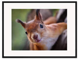 Gerahmter Kunstdruck Hallo Eichhörnchen!