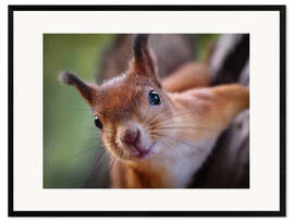 Gerahmter Kunstdruck Hallo Eichhörnchen!