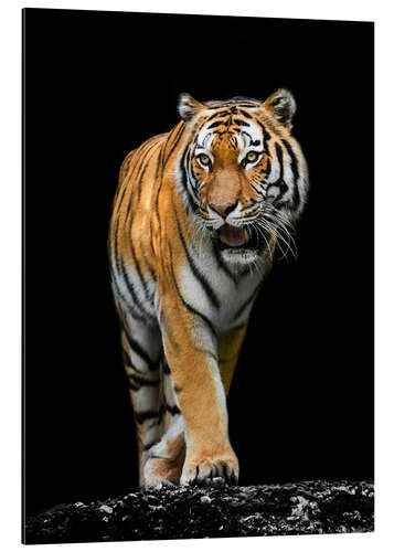 Aluminium print Male tiger