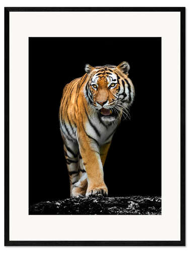 Kehystetty taidepainatus Male tiger