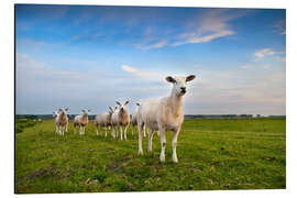 Quadro em alumínio Sheep on the dike