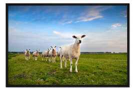 Gerahmter Kunstdruck Schafe auf dem Deich