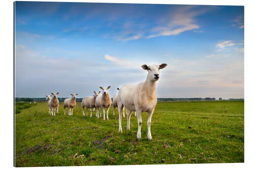 Gallery print Sheep on the dike