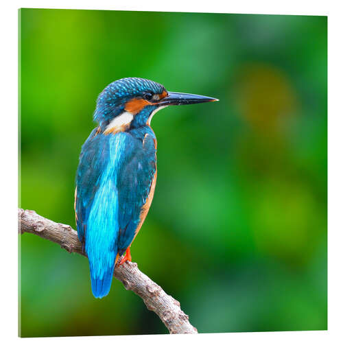 Acrylglasbild Eisvogel in blau türkis