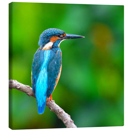 Lærredsbillede Kingfisher in blue turquoise