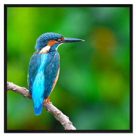 Gerahmter Kunstdruck Eisvogel in blau türkis