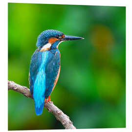 Foam board print Kingfisher in blue turquoise