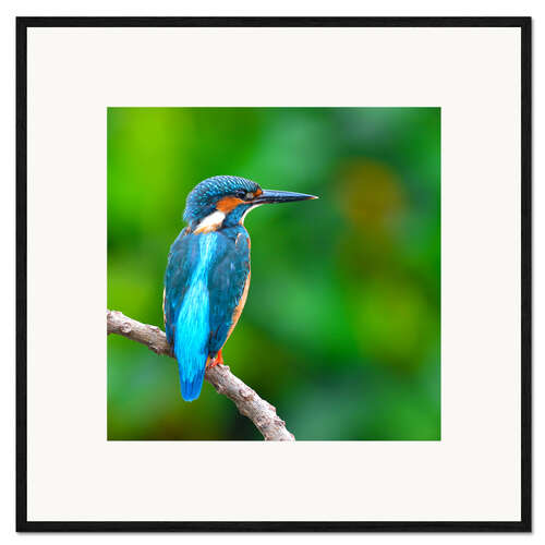 Innrammet kunsttrykk Kingfisher in blue turquoise