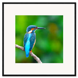 Kehystetty taidepainatus Kingfisher in blue turquoise