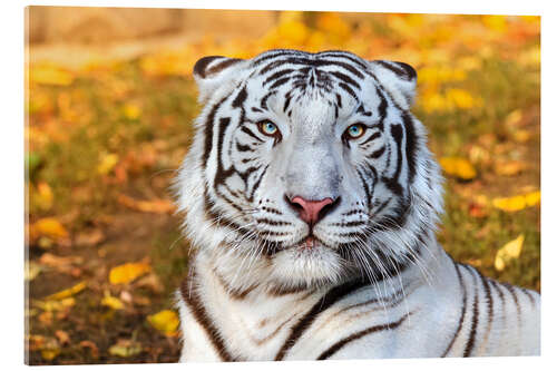 Acrylglas print White Tiger in closeup