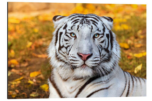 Aluminium print White Tiger in closeup