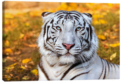 Canvas print White Tiger in closeup