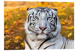 Stampa su PVC White Tiger in closeup