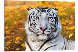 Gallery print White Tiger in closeup