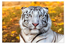 Selvklebende plakat White Tiger in closeup