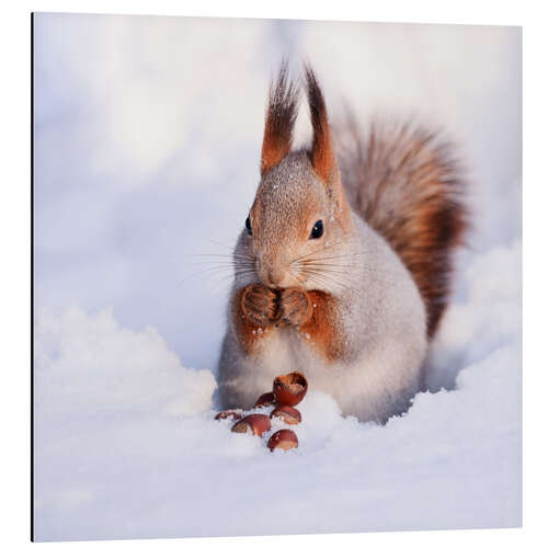 Aluminium print Squirrel in the snow